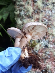 Lactarius affinis viridilactis