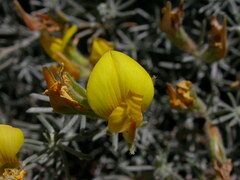 Lotus mascaensis image