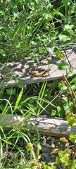 Liolaemus schroederi