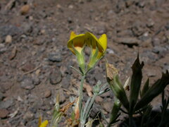 Lotus mascaensis image