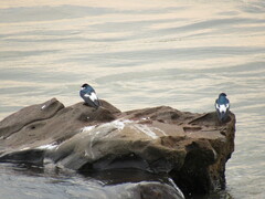 Tachycineta albiventer