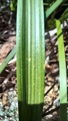 Thelymitra macrophylla