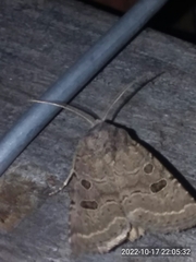 Protorthodes melanopis