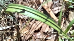 Thelymitra macrophylla