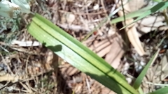Thelymitra macrophylla