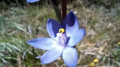 Thelymitra macrophylla
