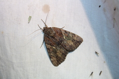 Catocala muliercula