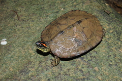 Rhinoclemmys punctularia