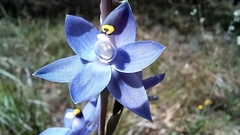 Thelymitra macrophylla