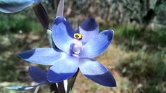 Thelymitra macrophylla