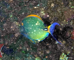 Acanthurus dussumieri