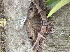Ascalapha odorata