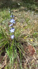 Thelymitra macrophylla