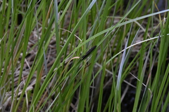 Carex aquatilis