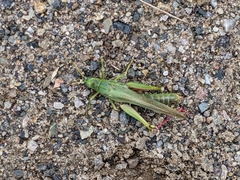 Schistocerca shoshone