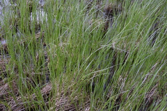 Carex aquatilis