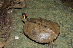 Rhinoclemmys punctularia