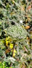 Ligusticopsis wallichiana
