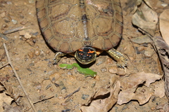 Rhinoclemmys punctularia