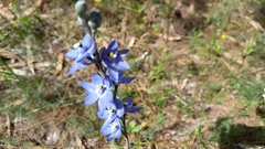 Thelymitra macrophylla