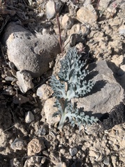 Vesper purpurascens