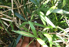 Streptopelia chinensis