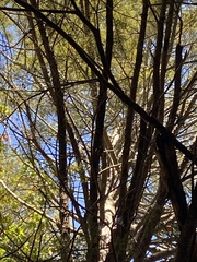Dryobates pubescens