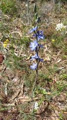 Thelymitra macrophylla