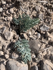 Vesper purpurascens