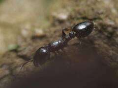 Temnothorax longispinosus