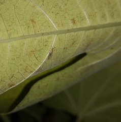 Homotoma ficus