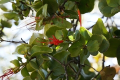 Tristerix corymbosus