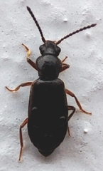 Coleoptera