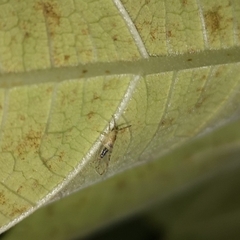 Homotoma ficus