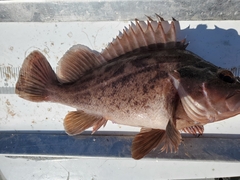 Sebastes auriculatus