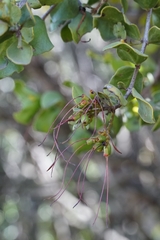Tristerix corymbosus