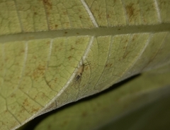 Homotoma ficus
