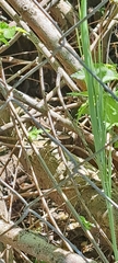 Liolaemus schroederi
