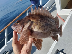 Sebastes auriculatus