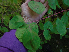 Cornus sanguinea