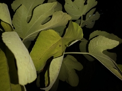 Homotoma ficus