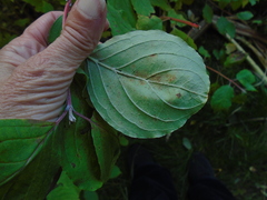 Cornus sanguinea