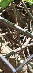 Liolaemus schroederi