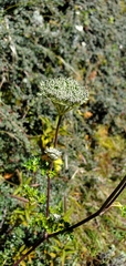 Ligusticopsis wallichiana