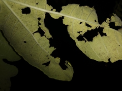 Homotoma ficus