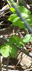 Liolaemus schroederi