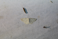Cyclophora pendulinaria