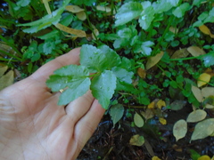 Apium nodiflorum