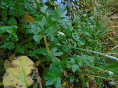 Apium nodiflorum