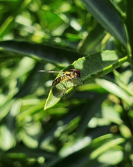 Allograpta hortensis